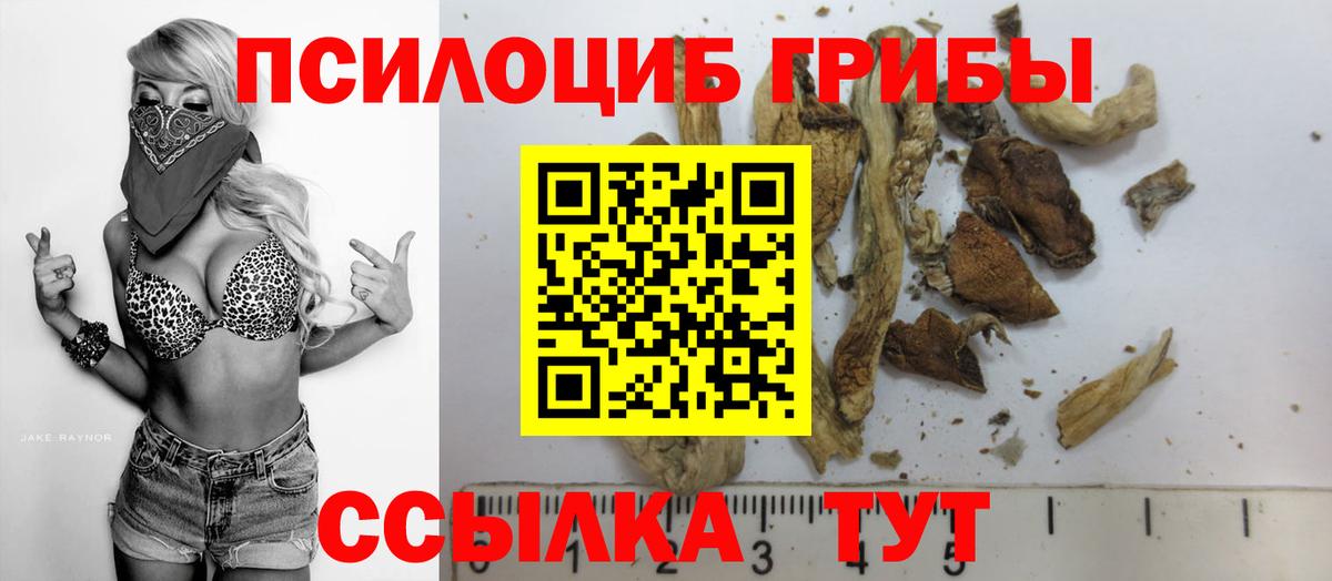 Галлюциногенные грибы Psilocybine cubensis Махачкала